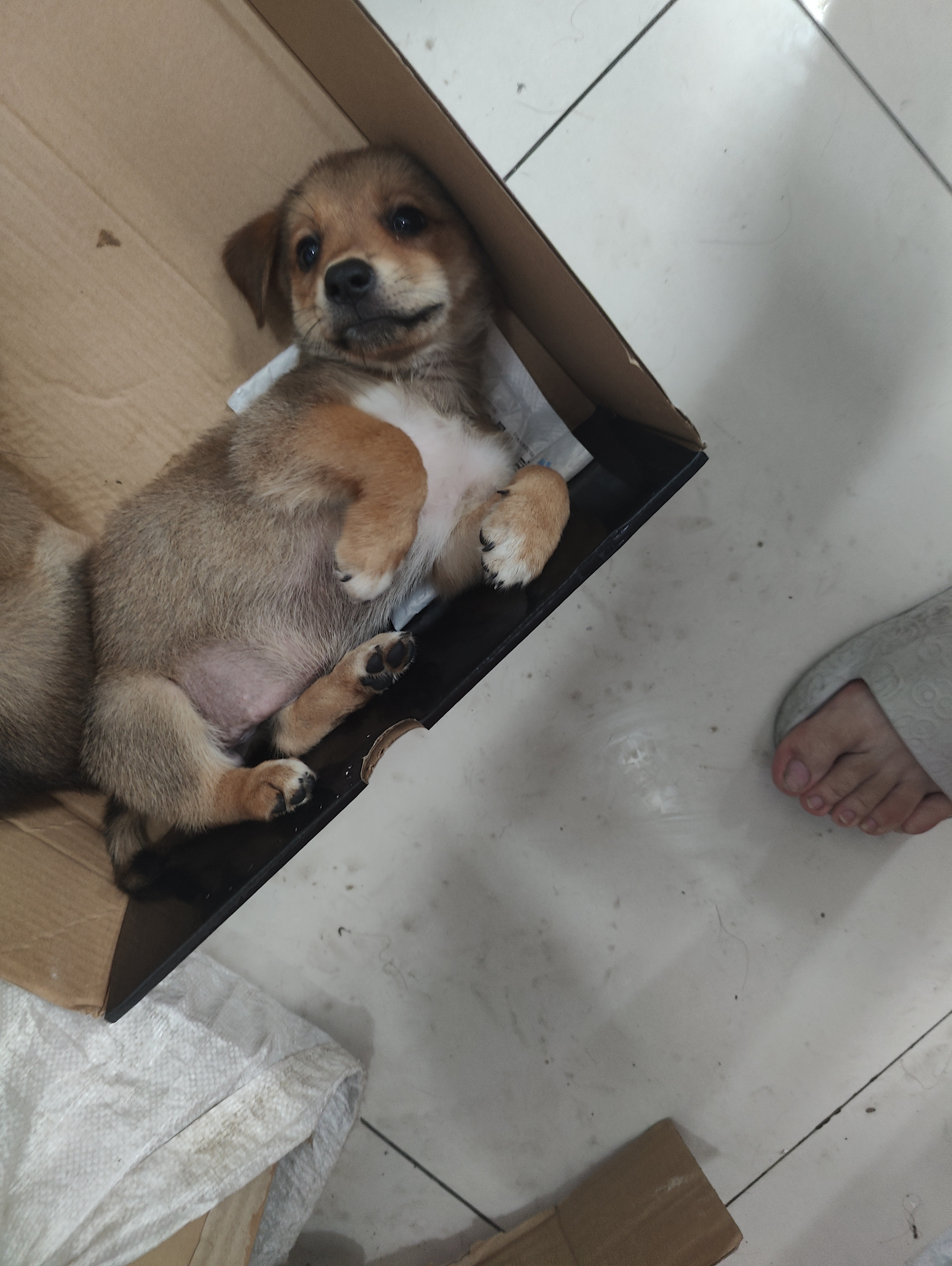有了工作后没有时间养了求爱心人士收养